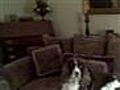 Dogs on Furniture | BahVideo.com