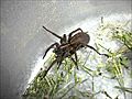 Amazing up Close Pictures of a GIANT Funnel Weaving Grass Spider | BahVideo.com