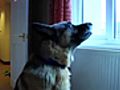 How to Prepare Your Dog for Guard-Dog Training | BahVideo.com