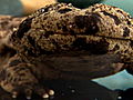 Animals Japanese Giant Salamander | BahVideo.com