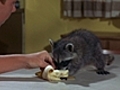 The Racoon Who Came To Dinner | BahVideo.com