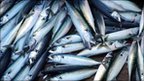 AUDIO European fish stocks amp 039 collapsing amp 039  | BahVideo.com