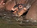 Zoo Welcomes Birth of Baby Hippo | BahVideo.com