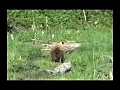 Bear Hunting Video - Color Phase | BahVideo.com