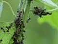 ant colony and aphids | BahVideo.com