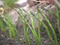 How To Grow Asparagus | BahVideo.com