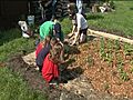 St Matthias students finish school year tending school s gardens | BahVideo.com