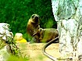 Baby Sea Lion | BahVideo.com