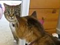 Cat Fights Mirror Cat | BahVideo.com