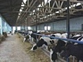 Large Dairy Farm | BahVideo.com