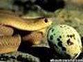 Snake eats Egg 1 | BahVideo.com