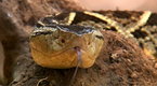 Snake Island Preview | BahVideo.com