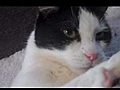 Mr Bubble LOVES tummy tickles | BahVideo.com