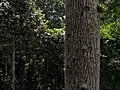Man climbs up a 40 metre tree | BahVideo.com