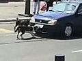 Dogs vs Car | BahVideo.com