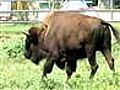 Man trampled to death by pet buffalo | BahVideo.com