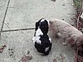 cocker spaniel puppies playing | BahVideo.com