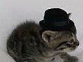 Kitten Wearing Tiny Hat Gets Punched By  | BahVideo.com