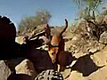 Dog Shreds Mountain | BahVideo.com