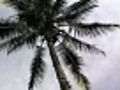 An Evergreen Island 2000 - Clip 3 The  | BahVideo.com