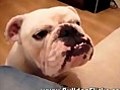 Funny English Bulldog Moaning to Get on Sofa | BahVideo.com