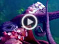 Octopus Steals Video Camera Explained | BahVideo.com