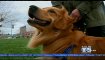 Battle Brewing Over Proposed Oakland Dog Park | BahVideo.com