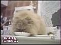 Cats | BahVideo.com