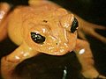 Conservationists begin mass amp 039 frog  | BahVideo.com