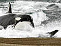 Au ergew hnliches Naturschauspiel Orcas jagen  | BahVideo.com
