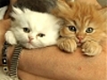 A la d couverte des chats persans chinchilla | BahVideo.com