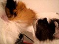 my guinea pig KISSING OR PLAYING part 2 2 | BahVideo.com
