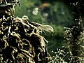 Top Sniper Season 2 Urban Combat  | BahVideo.com