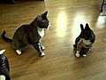 Two cats playing fighting | BahVideo.com