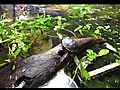 Seven Mud Turtle Hatchlings - September 10 2010 | BahVideo.com