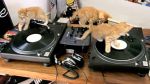 Kittens on DJ Decks | BahVideo.com