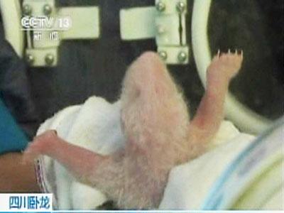Raw Video Panda cubs swapped for survival | BahVideo.com
