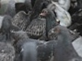 Unhealthy pigeons in the city | BahVideo.com