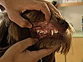 Liebe Tiere Hunde-Augen Ohren Z hne | BahVideo.com