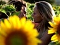 Kissing couple in a field of sunflowers | BahVideo.com