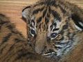 Malayan Tiger Cubs | BahVideo.com