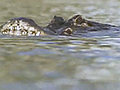 Why Tell Me Why Alligator Sneakiness | BahVideo.com