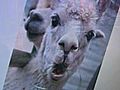 Llamas Anchors React To Anthony Verdict | BahVideo.com