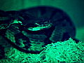 Swamp Wars Suicide by Rattlesnake | BahVideo.com