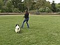 How to Walk Your Dog on a Loose Leash | BahVideo.com