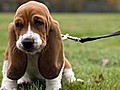 What to do when bringing home a new puppy | BahVideo.com