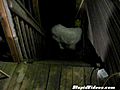Dog Conquers Stairs Backwards | BahVideo.com