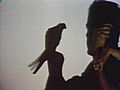 Parrot Shadow Puppet | BahVideo.com