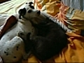 Chat et chien | BahVideo.com