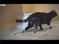 The world s first bionic cat | BahVideo.com
